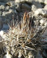 gymnocactus-beguinii-ssp-hintoni-vm-378.jpg